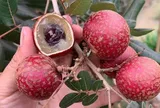 Loại quả xưa ít người biết, nay thành đặc sản tím lịm từ ngoài vỏ, bổ ra bên trong càng bất ngờ
