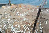 Loại cá được Mỹ đánh giá "tốt bậc nhất thế giới": Ở Việt Nam rất sẵn, giá chẳng đắt nhưng nhiều người nhìn thấy lại chê vì một lý do
