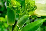 Loại quả nhiều người vừa gắp đã chê vì nhớt, hóa ra là “nhân sâm xanh” bán đầy chợ Việt, có lợi ích đặc biệt với đường huyết