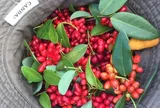Loại quả xưa chín đỏ bờ rào trẻ con hái ăn chơi, chẳng ai nghĩ đến bán, nay thành đặc sản dân sành ăn săn tìm "đỏ mắt"