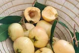 Loại quả thơm như hương hoa, xưa chín rụng đầy gốc chẳng mấy ai nhặt, nay lên thành phố giá tới 200.000 đồng/kg