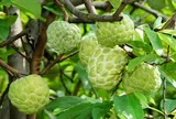 Loại quả Việt Nam trồng khắp nơi, lên núi đá lại thành đặc sản, loại VIP 2 quả/kg giá tới 200.000 đồng