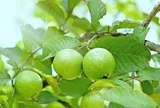Không phải cam, loại quả Việt Nam trồng bạt ngàn chứa hơn 200mg vitamin C/100g, vào mùa giá chỉ từ 10.000 đồng/kg