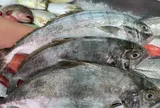 Thứ cá xưa là món bình dân, chẳng mấy ai để ý nay thành đặc sản 400.000/kg, nghe tên nhiều người phải bật cười