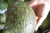Thứ quả nhìn ngoài tưởng quen, bổ ra ruột vàng óng lạ mắt, nay bán tới 55.000 đồng/kg