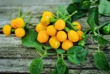 Thứ quả tí hon từng được ví đắt ngang gia vị xa xỉ, nay người Việt trồng trong chậu làm cảnh, 700.000 đồng/kg vẫn có người mua