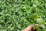 Loại rau xưa mọc đầy bờ rào chẳng ai mất tiền mua, nay thành đặc sản lạ miệng 100.000 đồng/kg, dân sành ăn săn lùng