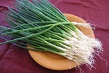 Thứ rau gia vị nhà nào cũng dùng, trồng hơn 1 tháng đã được hái, một lần xuống giống thu 2-3 lứa, có lúc 80.000 đồng/kg