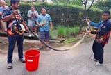 Đang mưa lớn, “vị khách” dài 5 mét bất ngờ bò vào nhà khiến gia chủ tá hỏa