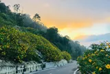 5 mùa hoa đẹp nhất miền Bắc những tháng cuối năm, có nơi cả cung đường nhuộm vàng, hồng rực rỡ