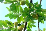 Loại quả quê xưa nhiều nhà trồng trong vườn, chín vàng thơm nức, nay ngày càng hiếm, muốn mua phải chờ đúng mùa