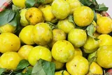Loại quả cứ vào hè lại chín vàng trĩu cành, một cây thu cả tạ, nay thành đặc sản 60.000 đồng/kg được người thành phố ưa chuộng