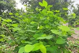 Loại rau có cái tên nghe đã tò mò xưa mọc ven khe suối, bờ rào chẳng mấy ai để ý, nay thành đặc sản 50.000 đồng/kg, người thành phố săn mua