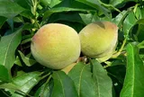 Loại quả được ưa chuộng khắp thế giới, Việt Nam trồng bạt ngàn thành đặc sản, giá chỉ từ 15.000 đồng/kg