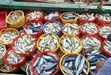3 loại cá tốt cho người mỡ máu cao, giàu omega-3 giúp bảo vệ tim mạch: Chợ Việt không thiếu, đặc biệt loại số 3