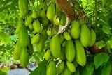 Loại quả chua đến nhăn mặt, xưa mọc đầy bờ rào không ai hái, nay lên phố thành đặc sản đắt khách giá tới 20.0000 đồng/kg