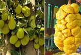 Loại quả xưa trồng ven hàng rào, chín thơm nức cả vườn, nay lên tầm đặc sản được người thành phố săn tìm