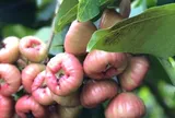 Thứ quả có những đường gân nổi kỳ lạ, quả to gần bằng bàn tay, xưa quen thuộc ở miền Tây nay được rao bán 50.000 đồng/kg