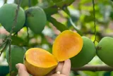 Loại quả được xếp vào nhóm "tốt nhất thế giới", Việt Nam trồng bạt ngàn, có giống cổ nhỏ như trứng gà, thơm ngọt đặc biệt