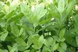 Thứ lá xưa mọc đầy ven đường, bờ ao, nay thành rau đặc sản giá 50.000 đồng/kg, ăn đắng nhưng hậu ngọt