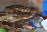 Đang nấu ăn, người phụ nữ hét thất thanh khi thấy “vị khách không mời” dài 3,6m, nặng 25kg ngay trên mặt bếp