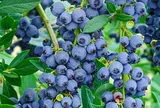 Loại quả nhỏ xíu được ví như “siêu thực phẩm”, Việt Nam trồng thành công, giàu chất chống oxy hóa, tốt cho sức khỏe