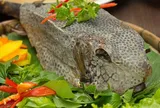Loài cá kỳ dị có lớp da cứng như áo giáp, thịt trắng phau được ví như "gà nước mặn", giá tới 1 triệu đồng/kg