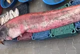 Sốc: Cá trê khổng lồ dài 2,5m, nặng 150kg bị kéo lên bờ, dân vây kín