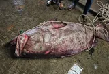 Con cá "khủng" 200kg mắc lưới, ngư dân bán được hàng chục triệu đồng