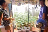 Trồng cần sa ngay trong phòng ngủ, Hoàng Quý Nhân bị bắt giữ: Hiện trường khiến ai cũng bất ngờ