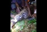Mất tích sau tiệc rượu, người đàn ông được tìm thấy trong bụng trăn khổng lồ dài gần 7m