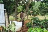 Vụ người đàn ông tử vong trong vườn cà phê ở Lâm Đồng: Gia đình tiết lộ thêm chi tiết cách đây 20 ngày