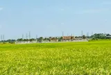 Sau dồn điền đổi thửa, có được chuyển đất nông nghiệp sang đất trồng cây lâu năm?