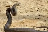 Ngủ ngoài sân nhà bà ngoại cùng mẹ, 2 bé gái tử vong thương tâm