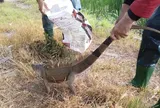 Đang cuốc ruộng, người phụ nữ tá hỏa khi chạm mặt "Godzilla" dài 1,6 m