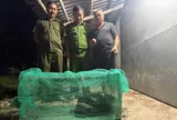 Trăn quý dài 4,5m, nặng 20kg bất ngờ bò vào nhà dân ở Nghệ An