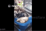 Vừa mở nắp ca-pô, chủ xe bàng hoàng phát hiện “vị khách” khổng lồ, lập tức gọi điện “cầu cứu”