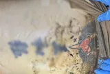 Thi thể nam giới ở chân cầu Trần Quý Kiên: Trên ngực có xăm hình rồng, lưng xăm hình trái tim có đôi cánh