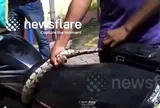 Đang lái xe máy lúc nửa đêm, người đàn ông tá hỏa khi rắn độc dài 2m thò đầu từ động cơ