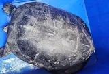 Đang đi tập thể dục, người dân TP.HCM bất ngờ gặp “vị khách lạ” nặng 7 kg, liền mang đến công an giao nộp