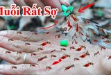 10 cách đuổi muỗi vào mùa hè cực đơn giản, nhà sạch bóng không tiếng vo ve