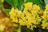 Vì sao nhiều gia đình giàu thích trồng mộc hương trước nhà?