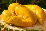 Người mắc 1 trong 5 bệnh này tuyệt đối không ăn sầu riêng