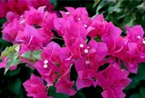 7 loại cây cảnh rất đẹp chịu nắng tốt, trồng ban công hướng Tây vẫn lên xanh mướt