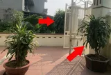 Có nên trồng cây Thiết Mộc Lan trước cửa nhà không?