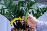 Cây kim tiền có 4 "thói quen" nhỏ, ai biết được cây sẽ ra hoa gọi lộc về nhà