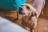 Tại sao chó hay sủa và cắn một số người, nhưng với người khác lại không?