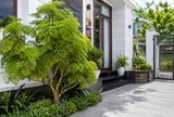 Có nên trồng cây đinh lăng trước cửa nhà?