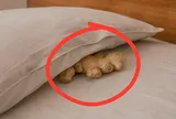 Tại sao nhiều người thích để một củ gừng ở đầu giường ngủ?