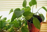 Có nên trồng cây trầu bà trong nhà?